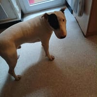 CRAKEN, chien à adopter