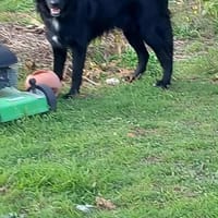 ANOUK, chienne à adopter