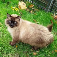 Gigio, chat à adopter