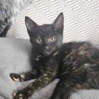 Pera, kotka do adopcji