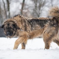 India, suczka do adopcji