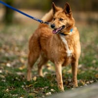 Rotti, pies do adopcji