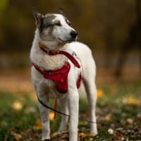 Danso, pies do adopcji