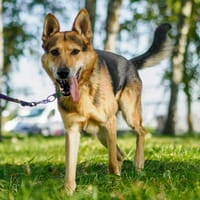 Vinnie, pies do adopcji