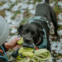 Grafit, pies do adopcji