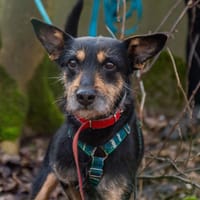 Sid, pies do adopcji