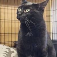 Eva, kotka do adopcji