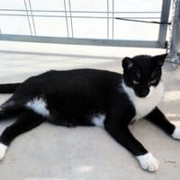 Lebhafter, sozialer Kater Theo, Kater zur Adoption