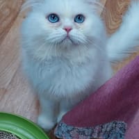 Schmusiger weißer Perser mit blauen Auge, Kater zur Adoption