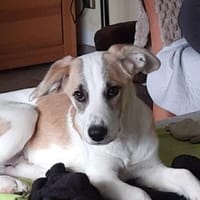 🐶 Cooper  neugieriger Beagle-Mix-Bub, Hund zur Adoption
