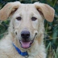 Sind Sie die Familie für Pallino?, Hund zur Adoption