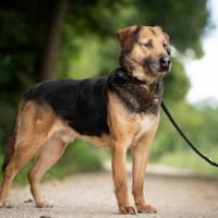 Mino sucht ruhiges Einzelzuhause, Hund zur Adoption