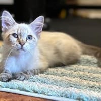 Mimir sucht mit Schwester Beta ein Heim, Katze zur Adoption