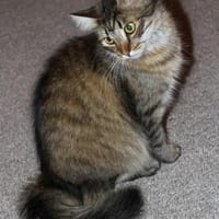 Kalle sucht Zuhause mit verspielten Artg, Kater zur Adoption