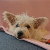 BENJI sucht sein Traumkörbchen, Hund zur Adoption
