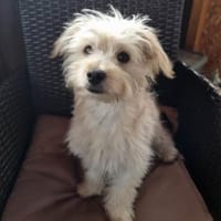 Marshmallow träumt von einer Familie...., Hündin zur Adoption