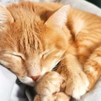 Lieber Garfield sucht Zuhause für immer, Kater zur Adoption