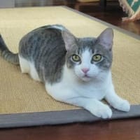 Niedlicher Benny möchte Ihr Herz erobern, Kater zur Adoption