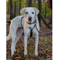 Fedro sucht erfahrene Menschen, Hund zur Adoption