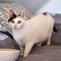 Sanfte Mimi wünscht sich Zuwendung., Katze zur Adoption