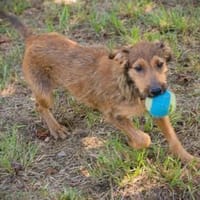 kinderliebe, fröhliche Marina sucht...., Hündin zur Adoption