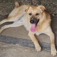 Kygo jung-hübsch-talentiert sucht ;-), Hund zur Adoption