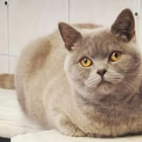 Tomitza, verschmuster Kater, Kater zur Adoption