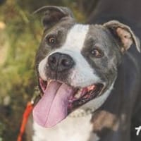 Tony, Kraftpaket su. Kenner, Hund zur Adoption