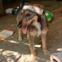 Liebenswerte Rica wartet, Hündin zur Adoption