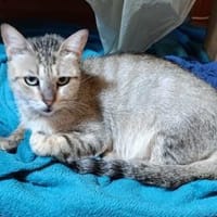 Chiara, junge Sizilianerin nun in D, Katze zur Adoption