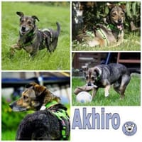 AKHIRO * drollig liebevoll vorsichtig, Hund zur Adoption