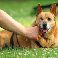 Bertha sucht Menschen mit Bollerwagen, Hündin zur Adoption