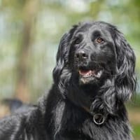 Prinz su. hundeerfahrene Besitzer, Hund zur Adoption