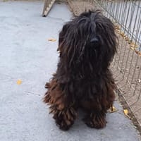 Saba liebt Menschen, Hündin zur Adoption