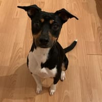 Zarte Thais sucht ihr Zuhause, Hündin zur Adoption