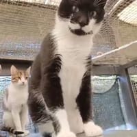 Delpiero  großer Kater mit Hasenherz, Kater zur Adoption