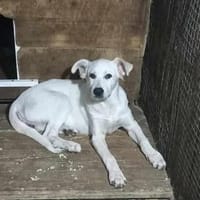 wer gibt Sunny ein Zuhause?, Hündin zur Adoption