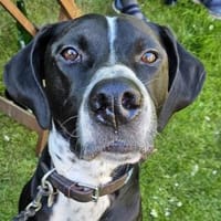 Hagen sucht sportliches Zuhause, Hund zur Adoption