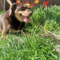 Bambi sucht ihre Menschen, Hündin zur Adoption