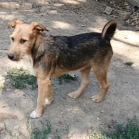 Jamy sucht Familienanschluß, Hund zur Adoption