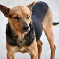 Ghiro wünscht sich glückliches Leben, Hund zur Adoption