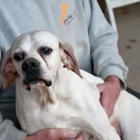 Amarena hat etwas Glück verdient, Hündin zur Adoption