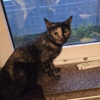 Mama Maya wünscht sich ein Familie, Katze zur Adoption