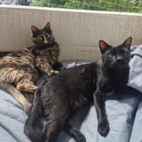 Palermo & Terni Zuhause gesucht!, Kater zur Adoption