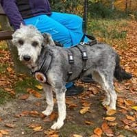 Sanfte Bendetta, Hündin zur Adoption