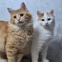 BARON&PRINCE - Zusammen durchs Leben!, Kater zur Adoption