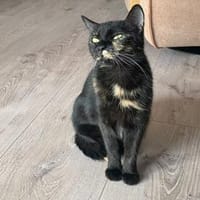 Verschmuste Bonnie sucht ihr Zuhause, Katze zur Adoption