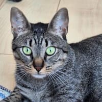 Unkomplizierte Krümel sucht Zuhause, Katze zur Adoption