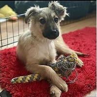 Maggie - wartet in 15848 Beeskow, Hündin zur Adoption