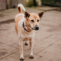 Kuta, Hündin zur Adoption